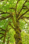 Großblättriger Ahorn (Acer macrophyllum) Baker River, North Cascades National Park, Washington State