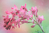 USA, Washington State. Red-flowering currant blooms close-up