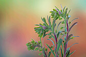 USA, Bundesstaat Washington, Seabeck. Euphorbia-Pflanzen mit Knospen