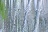 USA, Bundesstaat Washington, Bainbridge Island. Spiegelung von Erlenbäumen im Teich