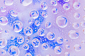 USA, Washington State, Seabeck. Field of flowers reflected in water drops