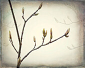 USA, Washington State, Seabeck. Spring buds forming on bigleaf maple tree branch