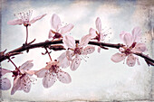 USA, Washington State, Seabeck. Flowering plum blossoms