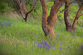 USA, Bundesstaat Washington, San Juan Islands. Landschaft auf Yellow Island Naturreservat