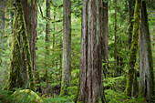 USA, Bundesstaat Washington, Olympic National Park. Ausschnitt aus altem Waldbestand