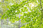 USA, Washington State, Seabeck. Big leaf maple leaves