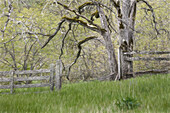 USA, Bundesstaat Washington, Columbia River Gorge National Scenic Area. Verlassene Weide auf der alten Lauterbach Ranch