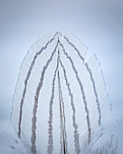 USA, Washington State, Seabeck. Detail of feather