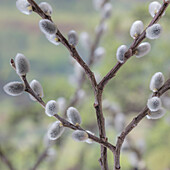 USA, Washington State, Seabeck. Close-up of pussy willows