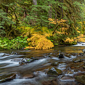 USA, Bundesstaat Washington, Olympic National Park. Weinbergahorn und Sol Duc River im Herbst
