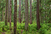 USA, Bundesstaat Washington, Olympic National Park. Landschaftlicher Wald