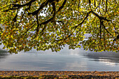 USA, Washington State, Olympic National Park. Bigleaf maple tree and lake