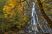 USA, Washington State, Olympic National Forest. Rocky Brook Falls and forest