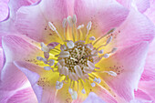 USA, Washington State, Seabeck. Hellebore blossom close-up.