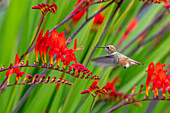 USA, Washington State, Sequim. Rufous hummingbird and flowers.