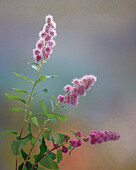 USA, Washington State, Seabeck. Spiraea shrub flowers.