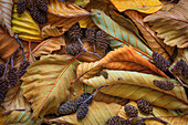 USA, Washington State, Seabeck. Close-up of fallen alder leaves and cones.