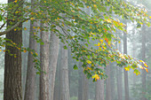 USA, Washington State, Seabeck. Bigleaf maple limbs and conifer trees in foggy Scenic Beach State Park.
