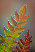 USA, Bundesstaat Washington, Seabeck. Oregon-Traubenblätter im Herbst.