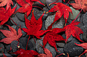 USA, Washington State, Seabeck. Japanese maple leaves on river rocks.