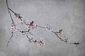 USA, Washington State, Seabeck. Flowering plum branch.