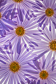 USA, Washington State, Seabeck. Purple aster flowers close-up.