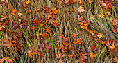 USA, Bundesstaat Washington, Poulsbo. Panoramablick auf heruntergefallene Blätter des Spitzahorns im Gras.
