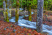 USA, Washington State, Olympic National Park. Skokomish River tributary rushes through forest.