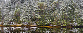 USA, Washington State, Seabeck, Misery Point Preserve. Panoramic of forest reflections in lagoon.