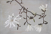 USA, Washington State, Seabeck. Close-up of white magnolia blossoms.