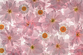 USA, Bundesstaat Washington, Seabeck. Rosa blühende Kirschblüten und Santa-Barbara-Gänseblümchen.