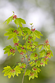 USA, Washington State, Seabeck. Vine maple branch in spring.
