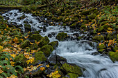 USA, Washington State, Olympic National Park. Creek rapids and forest in autumn.
