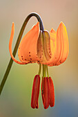 USA, Washington, Dewatto. Blüte der Tigerlilie, Nahaufnahme.