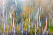 USA, Washington State, Seabeck. Alder forest abstract.