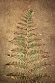 USA, Washington State, Seabeck. Close-up of bracken fern pattern.