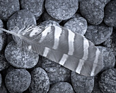 USA, Washington State, Seabeck. Raptor feather on rocks.