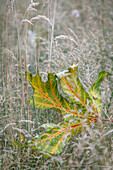 USA, Bundesstaat Washington, Seabeck. Herbstliches Ahornblatt in Gräsern gefangen.