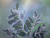 USA, Bundesstaat Washington, Seabeck. Senecio-Blätter in Nahaufnahme.