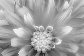 USA, Washington State, Seabeck. Dahlia close-up in black and white.
