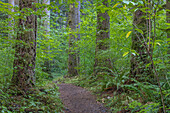 USA, Washington State, Olympic National Forest. Ranger Hole Trail through forest.