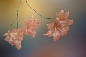 USA, Bundesstaat Washington, Seabeck. Rebenahornblätter auf einem Ast im Herbst.