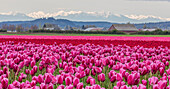 Blühendes Tulpenfeld im Frühjahr im Skagit Valley, Bundesstaat Washington, USA (Großformat verfügbar)