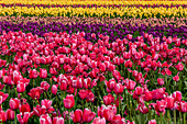 Blühendes Tulpenfeld im Frühjahr im Skagit Valley im Bundesstaat Washington, USA (Großformat verfügbar)
