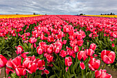 Blühendes Tulpenfeld im Frühjahr im Skagit Valley im Bundesstaat Washington, USA (Großformat verfügbar)