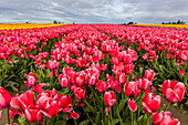 Commercial tulip field in bloom in spring in the Skagit Valley, Washington State, USA (Large format sizes available)