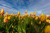 Commercial tulip field in bloom in spring in the Skagit Valley, Washington State, USA (Large format sizes available)