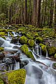 Kleiner, üppig bewachsener Bach im Sol Duc Valley im Olympic National Park, Washington State, USA