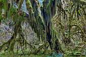 Hall of Mosses in the Hoh Rainforest of Olympic National Park, Washington State, USA
