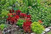 Sommerblumen und Coleus-Pflanzen in Bronze- und Rottönen, Sammamish, Bundesstaat Washington